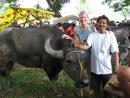 Carabao Festival, Philippines: Katie wanted to take him home!